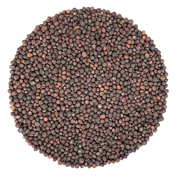 Chou rave mauve Germina