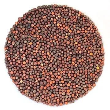 Brocoli Rave (Rapini) Germina