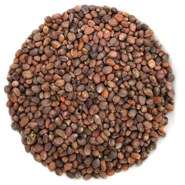 Radis volcano Germina