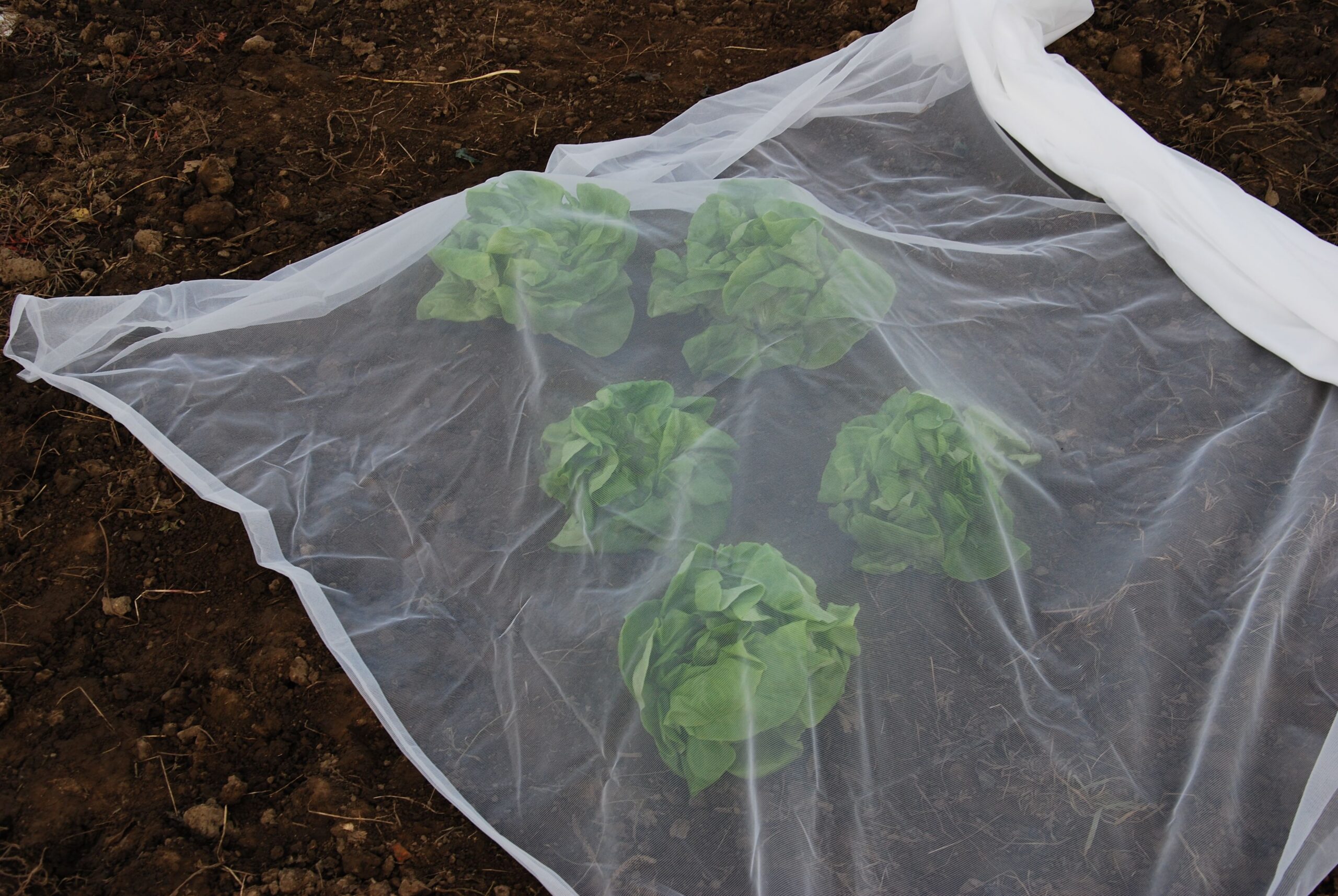 Filet de protection anti-insectes Bio Plus® 25g / 6.9' x 33' – Image 2